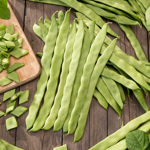 Bean Seeds (Bush) - Romano