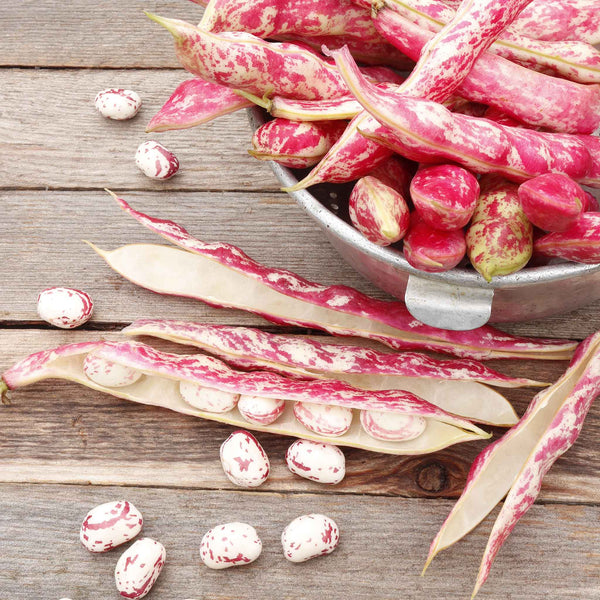 Bean Seeds (Bush) - Taylor Dwarf Horticultural