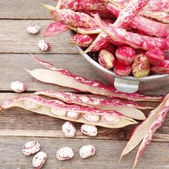 Bean Seeds (Bush) - Taylor Dwarf Horticultural