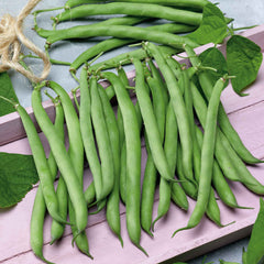 Bean Seeds (Bush) - Tendergreen