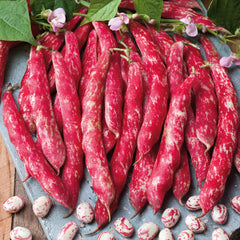 Bean Seeds (Bush) - Tongue of Fire