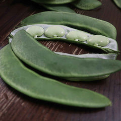 Bean Seeds (Bush Lima) - Burpee Improved