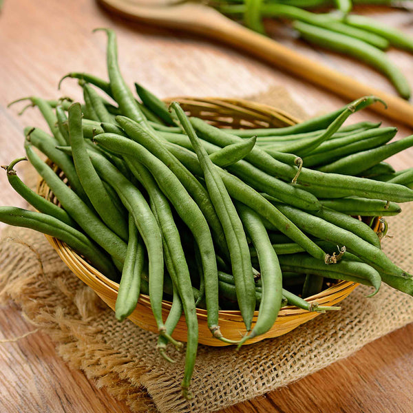 Bean Seeds (Bush) - Burpee Stringless