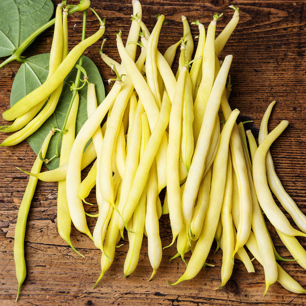 Bean Seeds (Bush) - Cherokee Wax