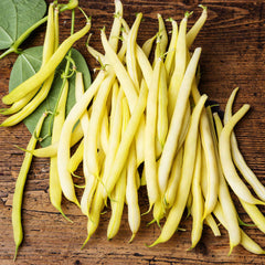 Bean Seeds (Bush) - Cherokee Wax