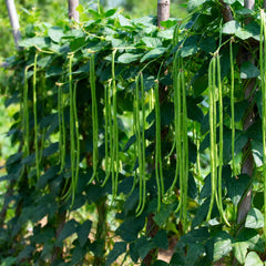 Bean Seeds (Pole) - Orient Wonder