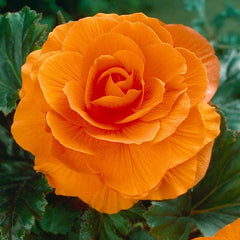 Shade Porch Hummingbird Begonia Collection