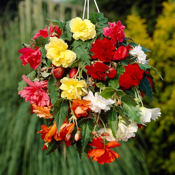 Cascading Begonia Mix