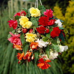 Cascading Begonia Mix