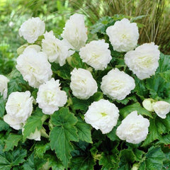 Double White Begonia