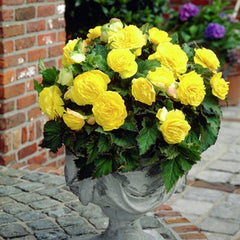 Double Yellow Begonia