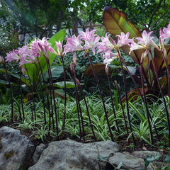Belladonna Lily