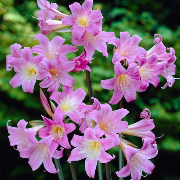 Belladonna Lily