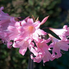 Belladonna Lily