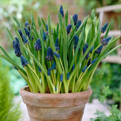 Giant Grape Hyacinth