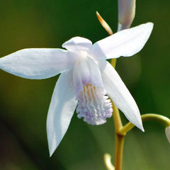 White Chinese Ground Orchid