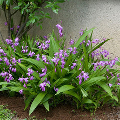 Hardy Shade Flower Bulb Collection