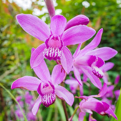 Hardy Shade Flower Bulb Collection