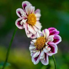 Purple Paradise Dahlia Collection