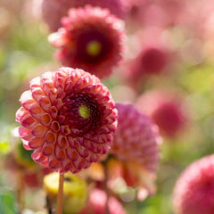 Burlesca Pompon Dahlia