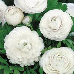 White Ranunculus  Corms Bulbs Growing Bonsai Roots Rhizomes Tubers Potted Planting Reblooming Fragrant Garden Species Blooms Flower Seeds Plant Gardening