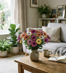 50 South African Marigold Seeds for Planting - Vibrant Osteospermum Mix - Beautiful Daisy-like Cut Flowers