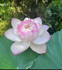 15 Pcs Mixed Bonsai Bowl Lotus Seeds - Vibrant Water Lilys Flower Plant for Fresh Gardens - Non-GMO Aquatic Seeds (Mixed Color)