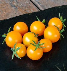 Sungold cherry tomato seeds
