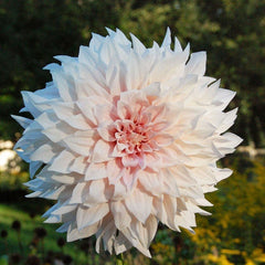 Elegance Bouquet Collection (Late-Summer Flowers)