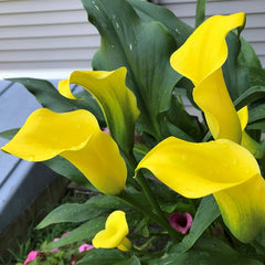 Best Gold Calla Lily