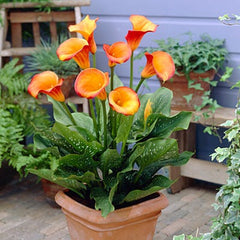 Flame Calla Lily