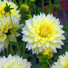 Canary Fubuki Fimbriata Dahlia