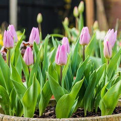 Candy Prince Single Early Tulip