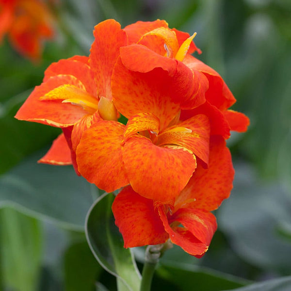 CannaSol Happy Cleo Canna Lily