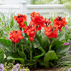 CannaSol Happy Carmen Canna Lily