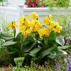 CannaSol Happy Emily Canna Lily