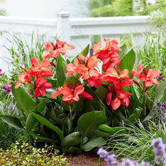 CannaSol Happy Isabel Canna Lily