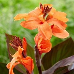 CannaSol Happy Wilma Canna Lily