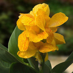 CannaSol Happy Emily Canna Lily