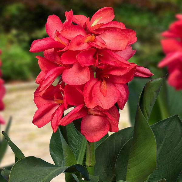 CannaSol Happy Isabel Canna Lily