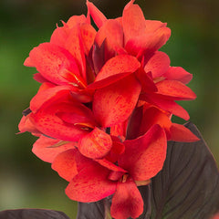 CannaSol Happy Julia Canna Lily