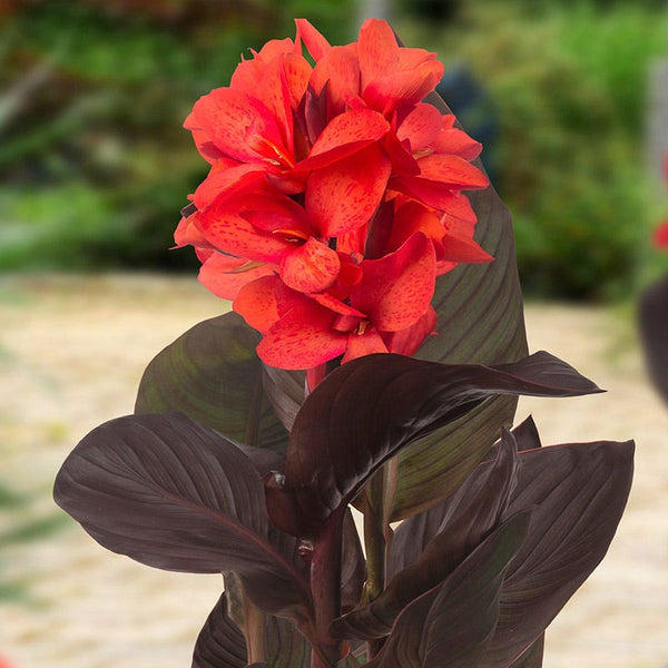 CannaSol Happy Julia Canna Lily