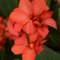 Cannova Red Shades Canna Lily
