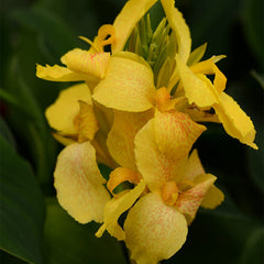 Cannova Yellow Canna Lily