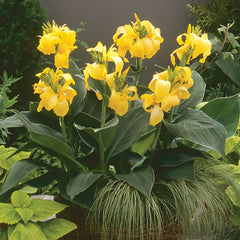 Cannova Yellow Canna Lily