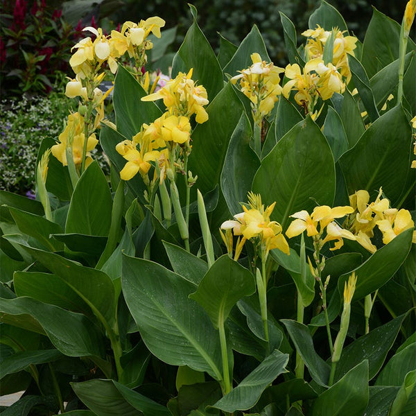 Cannova Yellow Canna Lily