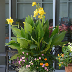 Cannova Yellow Canna Lily