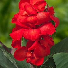 Happy Hummingbird Canna Collection