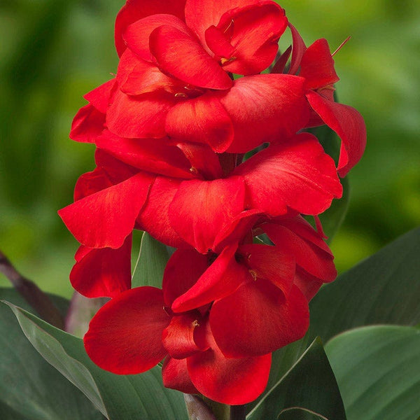 CannaSol Happy Carmen Canna Lily