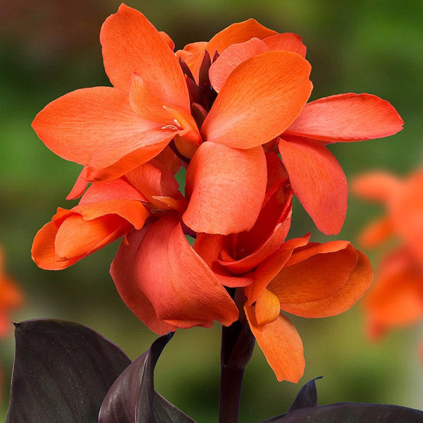 CannaSol Happy Wilma Canna Lily